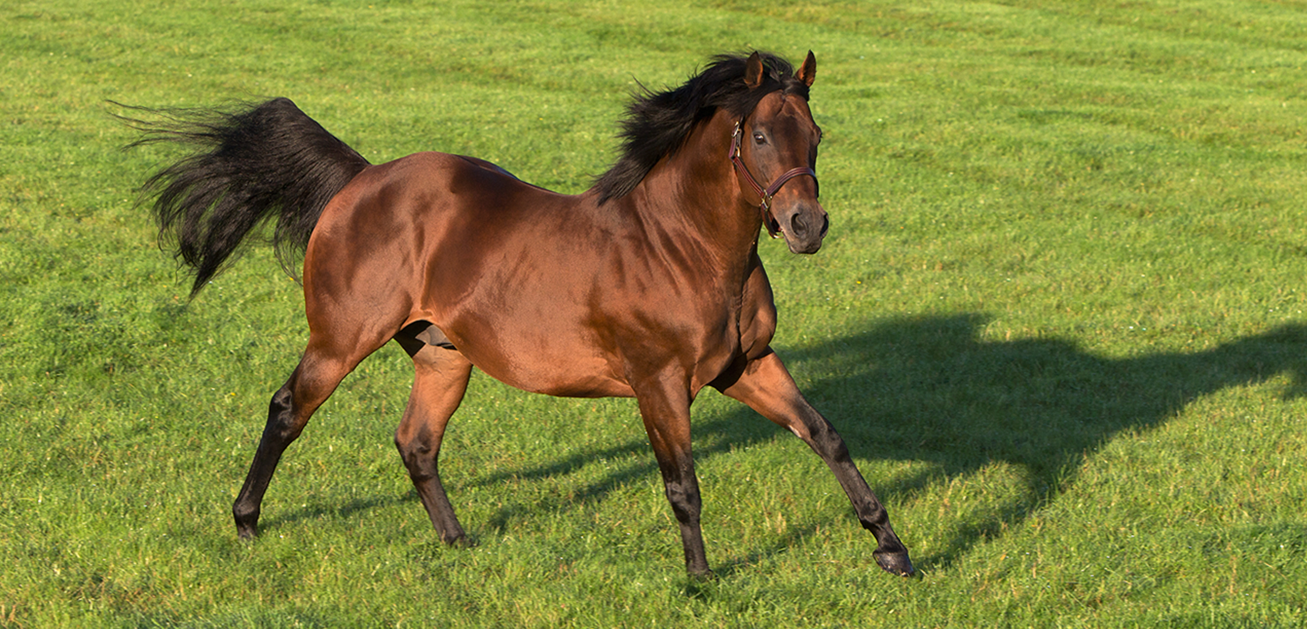 Dubawi